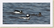 DSC_5111 Buffleheads * 1215 x 562 * (206KB)